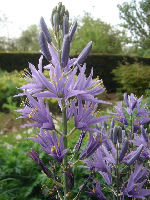 Camassia leichtlinii 'Atrocaerulea'